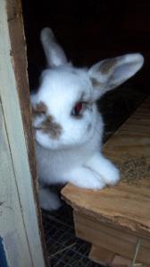 Lesson 561 – The bunny under the fence