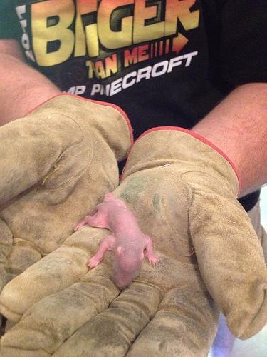 Baby squirrel