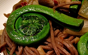 fiddlehead.png