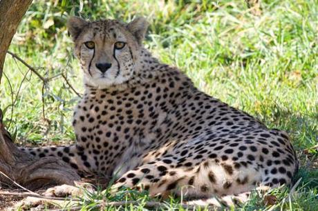 Ally, first-tiime mother cheetah: Photo by Adrienne Crosier