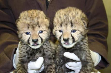 Cheetah cubs at two-weeks old: Photo by Adrienne Crosier