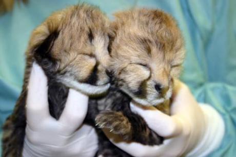 Cheetah cubs at two-days old: Photo by Adrienne Crosier