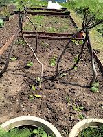 Squashes, Wigwams & Raspberries