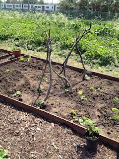 Squashes, Wigwams & Raspberries