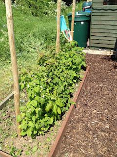 Squashes, Wigwams & Raspberries