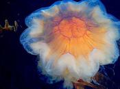 Most Amazing Jellyfish