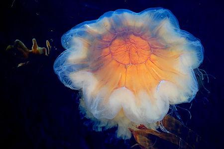 The 6 Most Amazing Jellyfish In The Sea