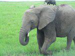 African-Elephant