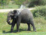 African-Elephant