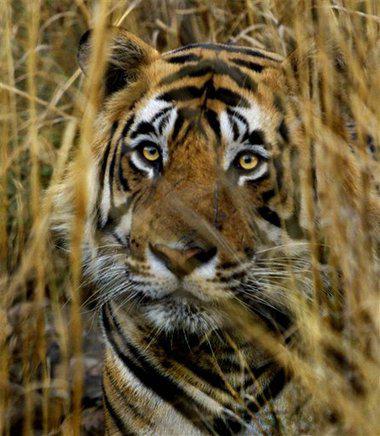 Beautiful and valuable, numbers of Indian tigers have reduced significantly since the 1990's: AP Photo/J. Scott Applewhite, File, via newsvine.com