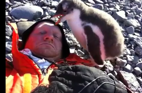Baby Gentoo penguin meets human for the first time