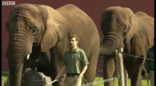 Elephants Give Trunk Salute To The 2012 Olympic Torch In The UK