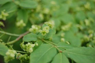 Euonymus alatus Flower (05/05/2012, Kew Gardens, London)