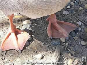 Geese Feet