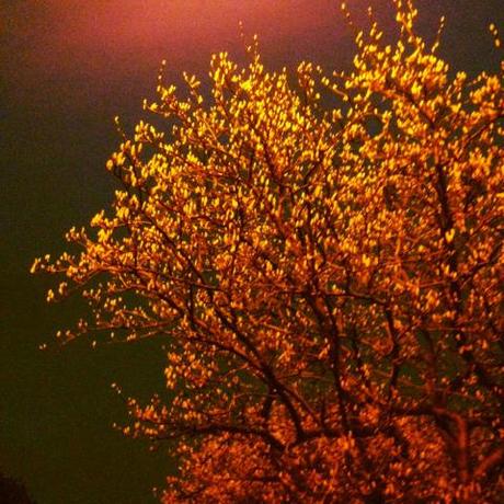 Tree, night time, instagram