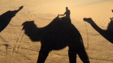 Camels in the Sahara Desert