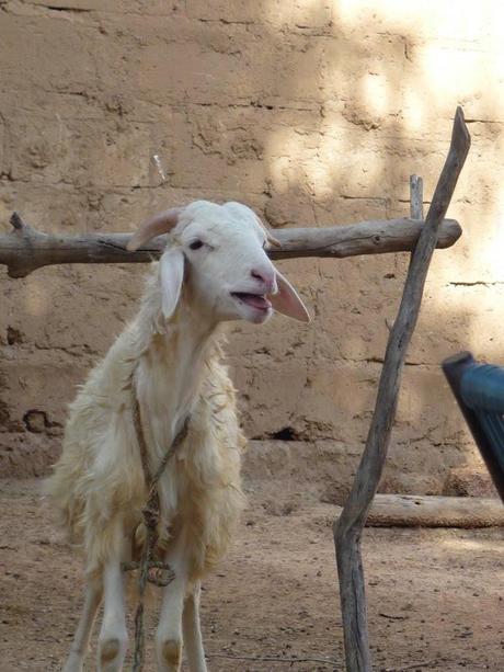 Expat Trouble: Two Dutchmen and a Mali Sheep