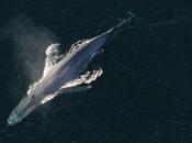 Whales Have Sensory Organ Unlike Anything We've Ever Seen