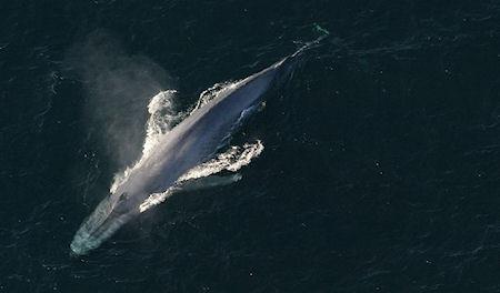 Whales Have A Sensory Organ Unlike Anything We've Ever Seen