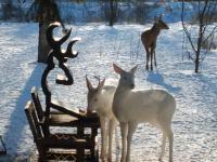 Rare Pair Of White Deer Brighten Up Ontario Backyard
