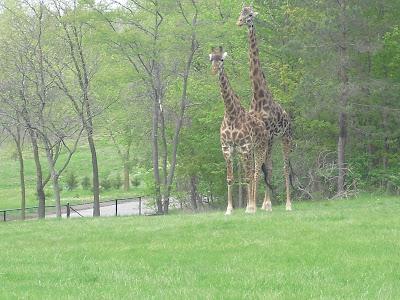 Toronto Zoo