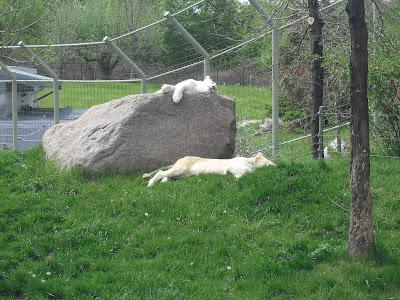 Toronto Zoo