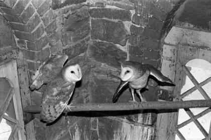 Fact Or Fiction: Barn Owls Inhabited The Smithsonian?