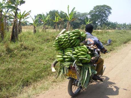 Boda boda driver delivering matoke bananas