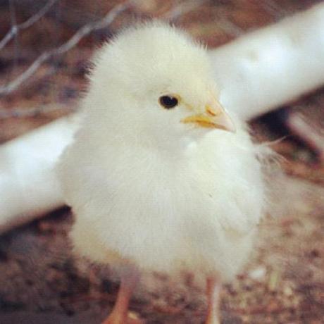 Coronation Sussex chick- #farmlife #chicken (Taken with...