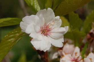 Prunus serrulata 'Amanogawa' Flower (05/05/2012, Kew Gardens, London)