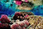 Coral Reef - (C)Jim Maragos, U.S.Fish and Wildlife Service