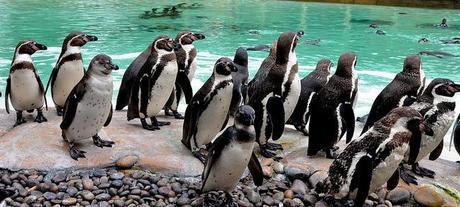 Penguins, London Zoo
