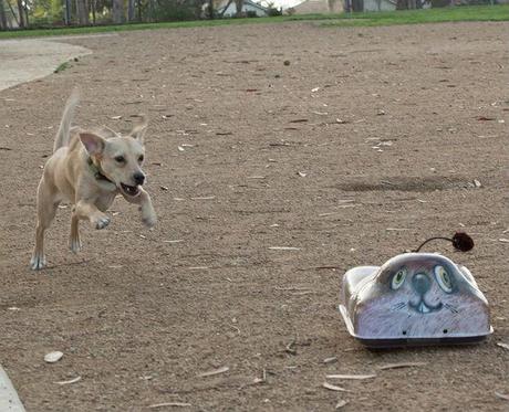 Remote-controlled Toy for Dogs