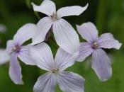 Plant Week: Lunaria Rediviva