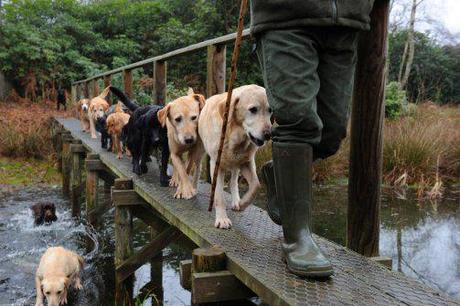 Queen Elizabeth Has ‘Harry Potter’ Dog Litter