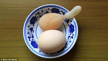 Bizarre Chinese Chicken's Egg Has A Tail To Tell