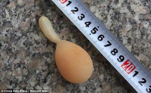 Bizarre Chinese Chicken's Egg Has A Tail To Tell