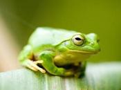 Freaky Frog Fungus Threatens Amphibians With Extinction