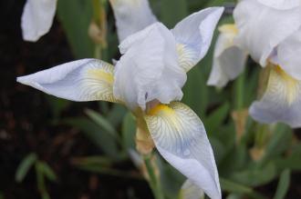 Iris 'Florentina Flower (05/05/2012, Kew Gardens, London)