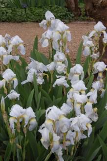 Iris 'Florentina' (05/05/2012, Kew Gardens, London)
