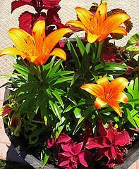 Lilies