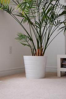 Areca Palm