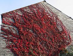 Red Ivy