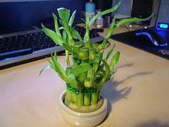 Indoor Bamboo Plant