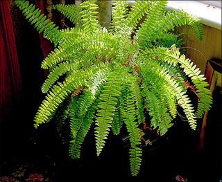 Boston Fern - Day 78