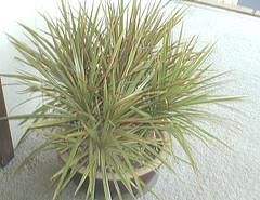 Dracaena