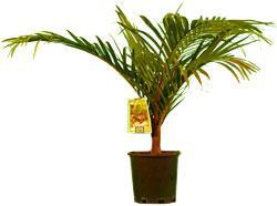 Redneck Palm