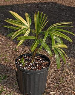 Rhapis excelsa