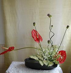 anthurium