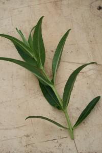 Penstemon Cuttings